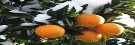 همه چیز درباره خواص پرتقال (1)