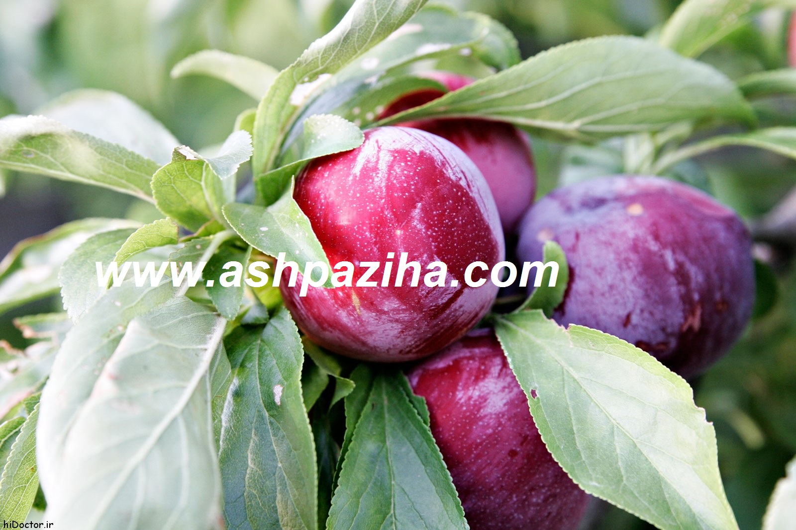 property - Nutrition - Prunus domestica (2)