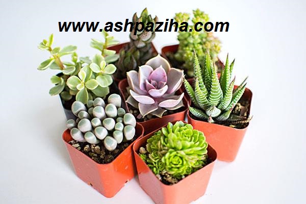 Training-decorated-pot-cactus-image (3)