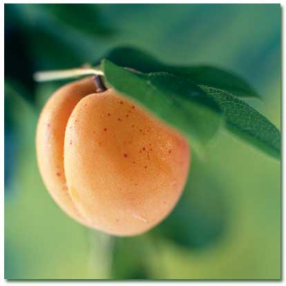 All - things - about - Properties - Apricot (2)