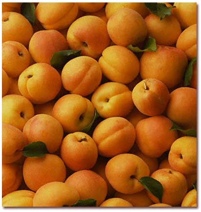 All - things - about - Properties - Apricot (3)