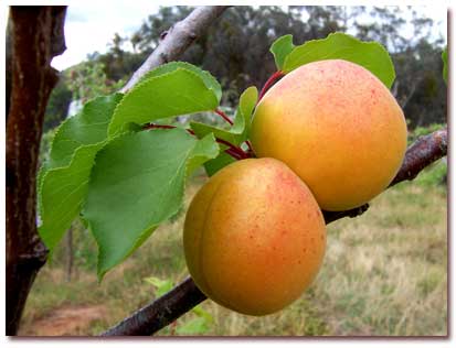 All - things - about - Properties - Apricot (4)