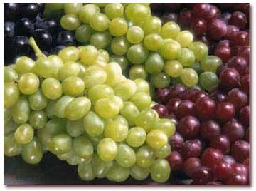 Introduction - the - properties - Pharmacy - Grape (1)