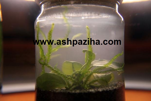 Training - image - Build - aquarium - in - glass bottle (9)