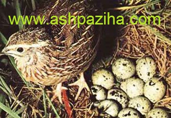 Quail eggs properties to Know (2)